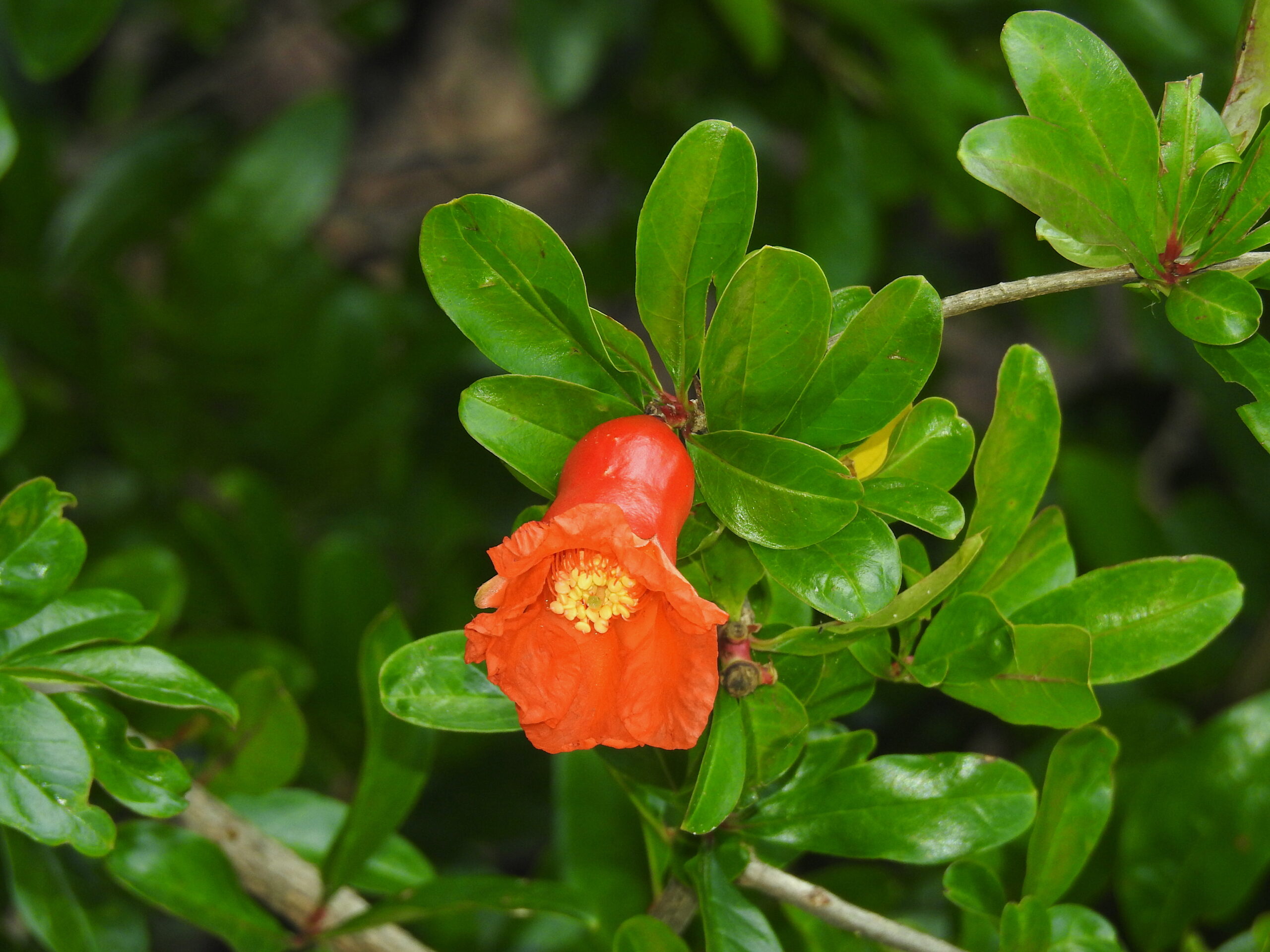 20 plantas para completar el “Arboreto Félix”